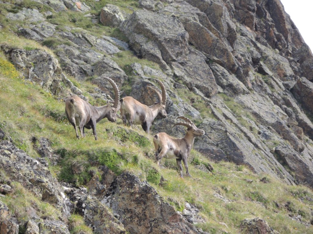 Drie steenbokken in een berglandschap